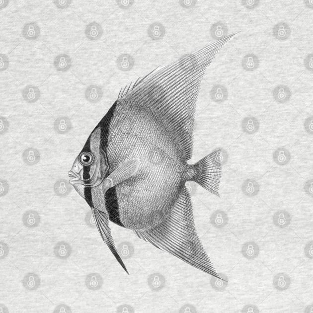 Batfish by PDTees